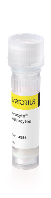 Incucyte® rAstrocytes