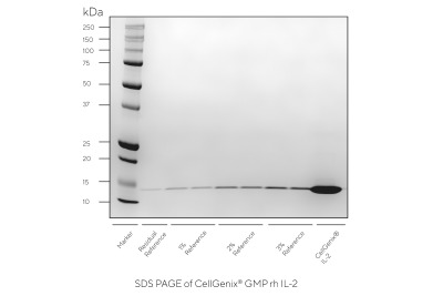 CellGenix® rh IL-2 (GMP Grade)