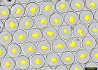 Incucyte® 3D Nanowell Plates for Organoid Assays - 500&nbsp; µm