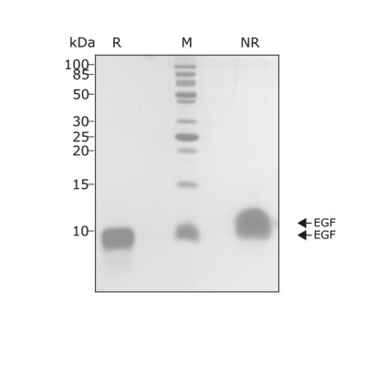 RUO Recombinant Human EGF Protein
