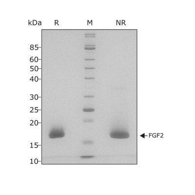 RUO Recombinant Human FGF-2 Protein 154 aa