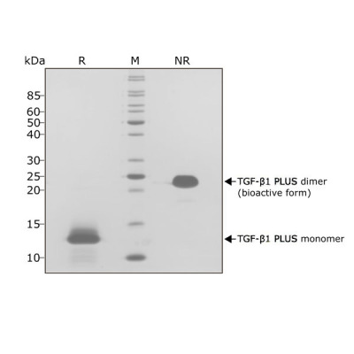 RUO Recombinant Human TGF-β1 PLUS Protein