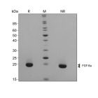 RUO Recombinant Human FGF-8a Protein