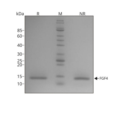 RUO Recombinant Human FGF-4 Protein