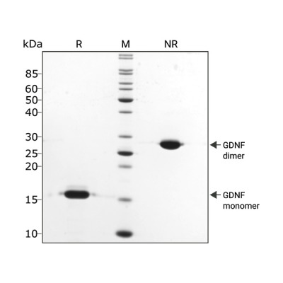 RUO Recombinant Human GDNF Protein