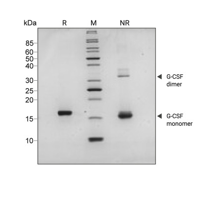 RUO Recombinant Human G-CSF Protein