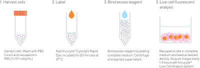 Incucyte® Cytolight Rapid Dye for Live-cell Cytoplasmic Labeling