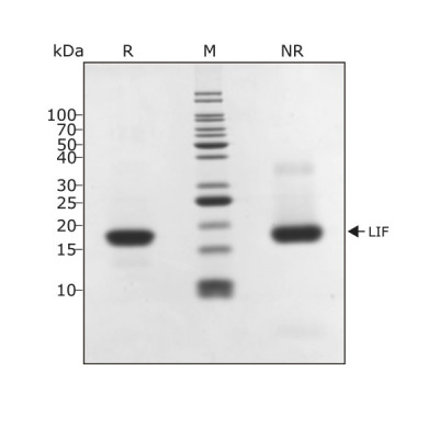 RUO Recombinant Human LIF Protein