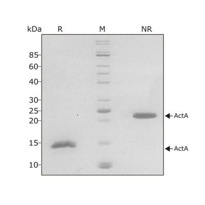 RUO Recombinant Human Activin A Protein