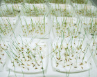 Germination Test Papers