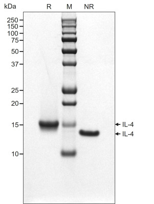RUO Recombinant Human IL-4 Protein