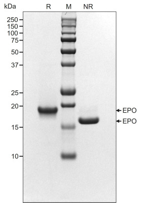 RUO Recombinant Human TPO Protein