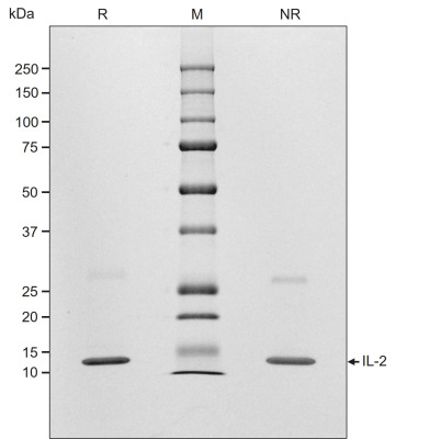 RUO Recombinant Human IL-2 Protein