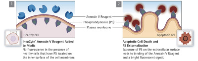 Incucyte® Annexin V Dye for Apoptosis