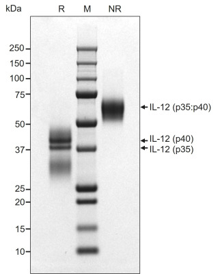 RUO Recombinant Human IL-12 Protein