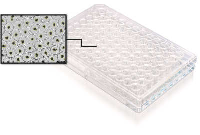 Incucyte® 3D Nanowell Plates for Organoid Assays - 500&nbsp; µm