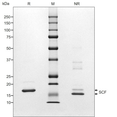 RUO Recombinant Human SCF Protein