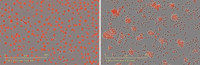 Incucyte® Nuclight Rapid Red Dye for Live-Cell Nuclear Labeling