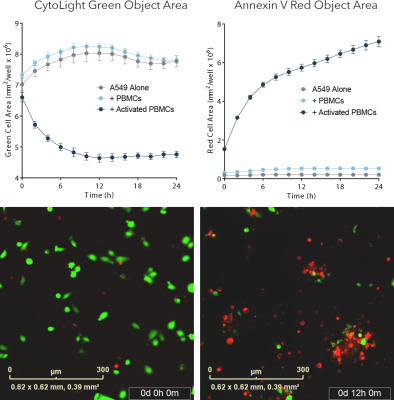 Incucyte® Annexin V Dye for Apoptosis