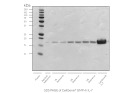 CellGenix® rh IL-7 (GMP Grade)