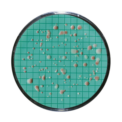 Nutrient Pad Sets, Dehydrated Media Pads in Standard TTC Media and 0.45µm gridded Membrane Filter