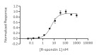 RUO Recombinant Human R-spondin 1 Protein