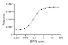 RUO Recombinant Human EPO Protein