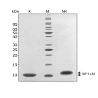 RUO Recombinant Human IGF-1 LR3 Protein