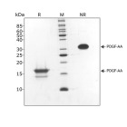 RUO Recombinant Human PDGF-AA Protein