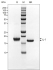 RUO Recombinant Human IL-7 Protein