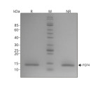 RUO Recombinant Human FGF-4 Protein