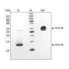 RUO Recombinant Human PDGF-BB Protein
