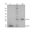 RUO Recombinant Human BMP-2 Protein