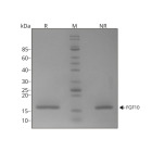 RUO Recombinant Human FGF-10 Protein