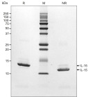 RUO Recombinant Human IL-15 Protein