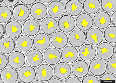 Incucyte® 3D Nanowell 96-well Microplate for Organoid Assays - 500  µm