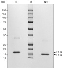RUO Recombinant Human Flt-3 Ligand Protein
