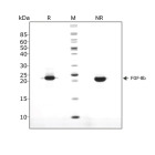 RUO Recombinant Human FGF-8b Protein