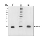 RUO Recombinant Human NRG-1 Protein