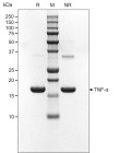 RUO Recombinant Human TNF-alpha Protein